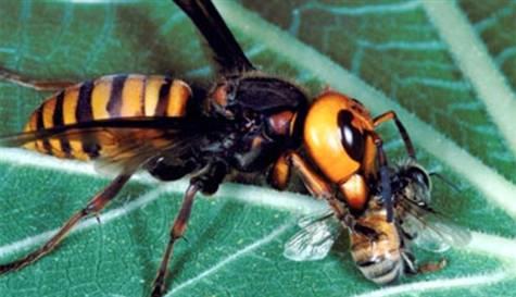 Katil eşek arıları dehşet saçıyor